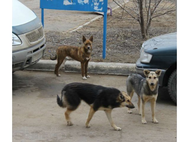 Отдадим в хорошие руки! в городе Астрахань, фото 6, стоимость: 0 руб.