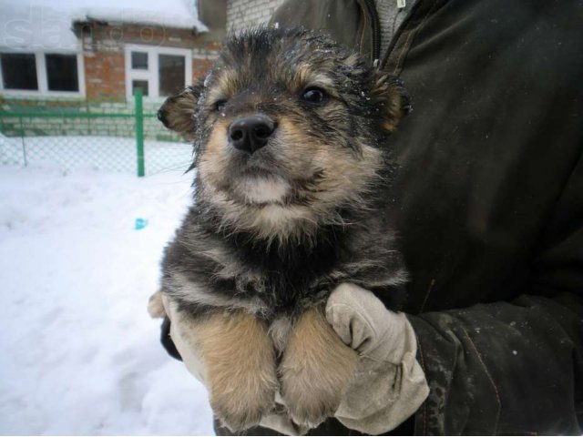 щенки овчарки в городе Йошкар-Ола, фото 2, Марий Эл