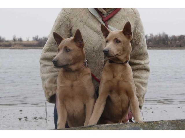 Тайский риджбек. Мальчишки-изабелки в городе Ростов-на-Дону, фото 5, Ростовская область