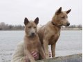 Тайский риджбек. Мальчишки-изабелки в городе Ростов-на-Дону, фото 2, стоимость: 50 000 руб.