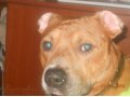продам собаку в городе Собинка, фото 2, стоимость: 3 000 руб.