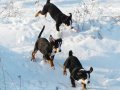 Щенки Большого Швейцарского Зенненхунда в городе Ногинск, фото 1, Московская область