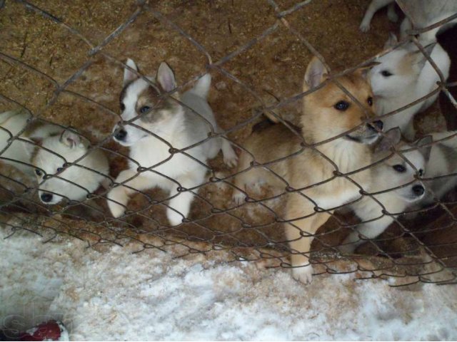 Щенки Лайки Купить В Ивановской Области