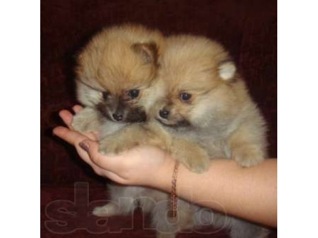 Продаюся щенки Немецких мини Шпицов в городе Электросталь, фото 6, Собаки
