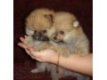 Продаюся щенки Немецких мини Шпицов в городе Электросталь, фото 6, Собаки