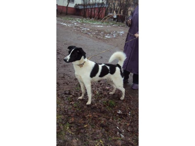 Прекрасная квартирная собака ищет новых хозяев! в городе Тверь, фото 4, Тверская область