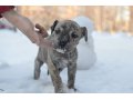 Лучшие щенята нашего животного мира КАДЕБО в городе Саранск, фото 2, стоимость: 15 000 руб.