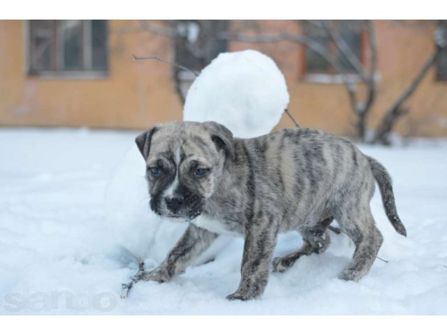 Выбор щенков Ка Де Бо в городе Новочебоксарск, фото 3, Собаки