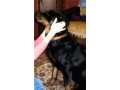 Отдам прекрасную собаку в добрые руки в городе Новочебоксарск, фото 1, Чувашия