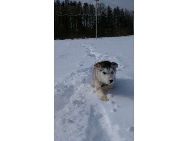 Хаски - щенята от 21,27 сентябрая и 4 декабря в городе Реутов, фото 1, стоимость: 15 000 руб.