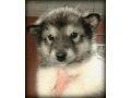 Продаю щенков Аляскинского Маламута в городе Троицк, фото 3, Собаки