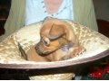 Озорной щенок той-терьера в городе Йошкар-Ола, фото 1, Марий Эл
