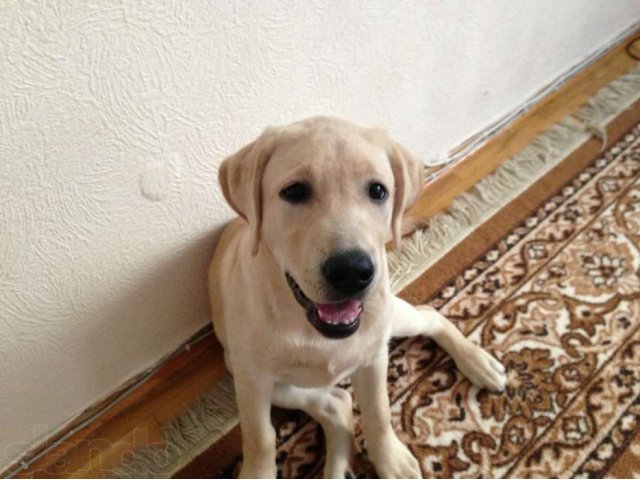 СРОЧНО!!Продам подрощенного щенка в городе Кемерово, фото 3, Собаки
