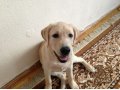 СРОЧНО!!Продам подрощенного щенка в городе Кемерово, фото 3, Собаки