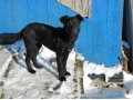 Отдаю бесплатно щенков для охраны дома в городе Курган, фото 1, Курганская область