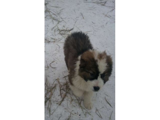 продам щенков породы алабай в городе Самара, фото 4, Собаки