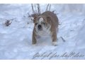 Щенки английского бульдога в городе Смоленск, фото 1, Смоленская область