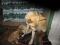 Волонтёрская група помощи животнымкот и пёс ищет новых хозяев в городе Курган, фото 1, Курганская область