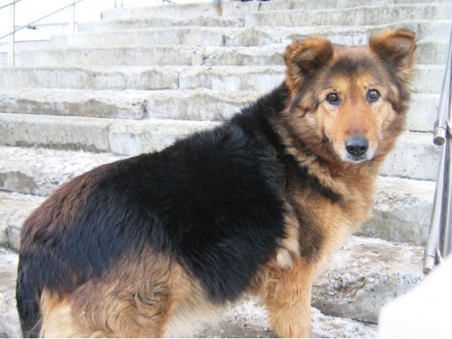 Марта ищет дом в городе Саранск, фото 2, Собаки