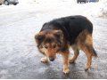 Марта ищет дом в городе Саранск, фото 3, Собаки