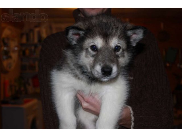 продаются щенки Аляскнского маламута в городе Москва, фото 3, Собаки