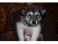 продаются щенки Аляскнского маламута в городе Москва, фото 3, Собаки