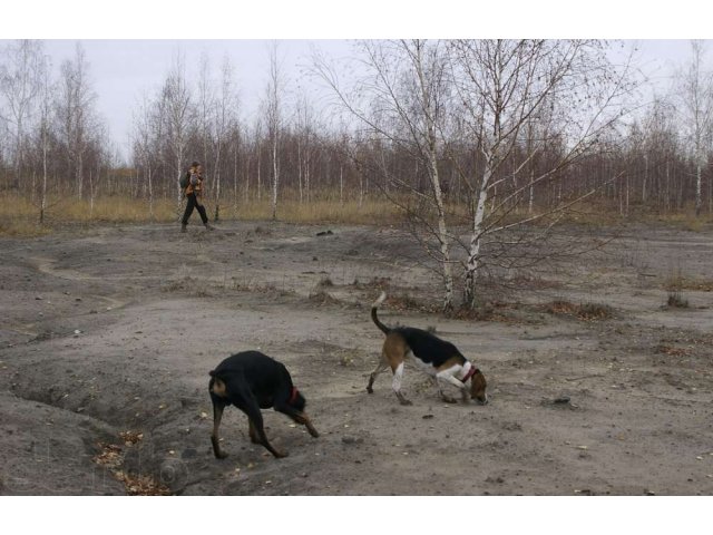 Предлагаю для вязки высокопородного выжлеца Эстонской Гончей. в городе Москва, фото 4, Собаки