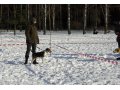 Предлагаю для вязки высокопородного выжлеца Эстонской Гончей. в городе Москва, фото 6, Собаки