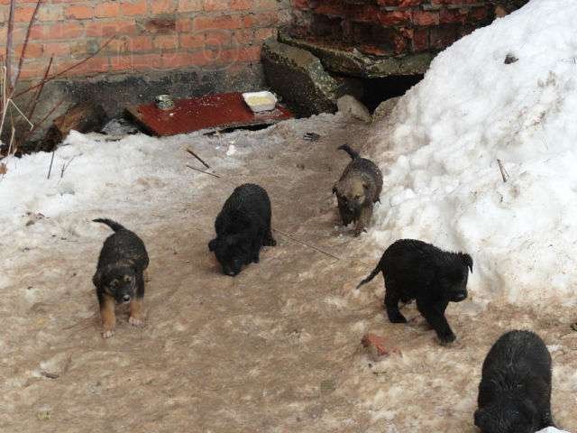 срочно. отдам в хорошие руки в городе Балаково, фото 1, стоимость: 0 руб.