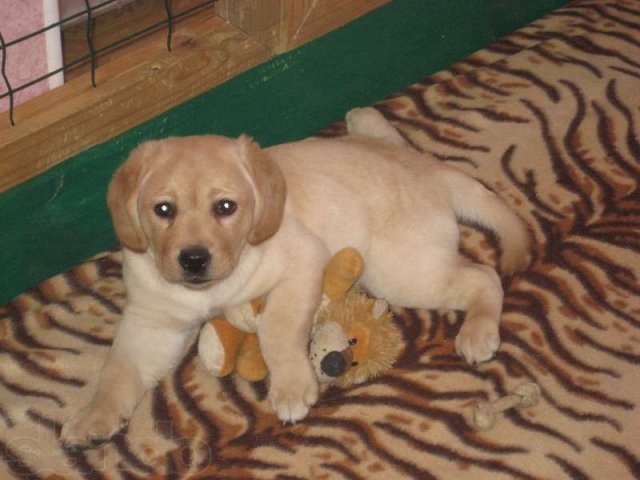 продаю щенка лабрадора ретривера в городе Новочебоксарск, фото 6, стоимость: 20 000 руб.