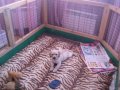 продаю щенка лабрадора ретривера в городе Новочебоксарск, фото 2, стоимость: 20 000 руб.