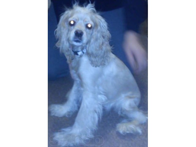 найдена собака в городе Лабытнанги, фото 1, стоимость: 0 руб.