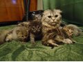 Продаю шотланских вислоухих котят в городе Барнаул, фото 1, Алтайский край