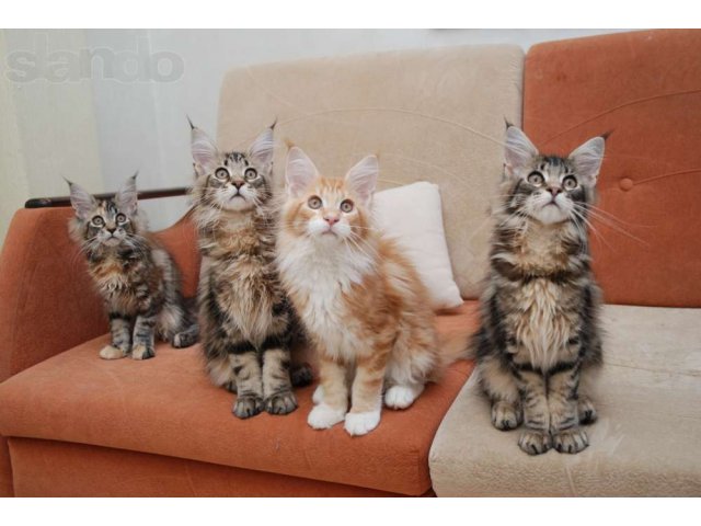 Резервируются красивые крупные котята мейн-кун в городе Таганрог, фото 1, стоимость: 34 892 руб.