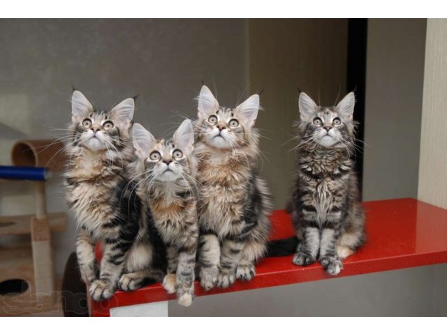 Резервируются красивые крупные котята мейн-кун в городе Таганрог, фото 2, Кошки