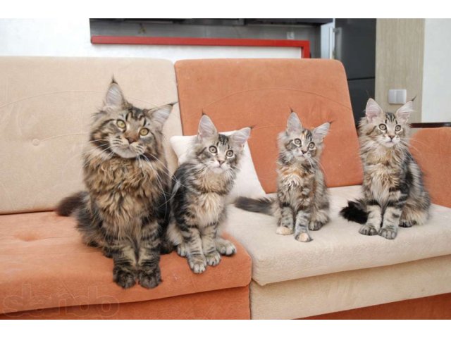 Резервируются красивые крупные котята мейн-кун в городе Таганрог, фото 5, Кошки