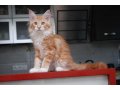 Резервируются красивые крупные котята мейн-кун в городе Таганрог, фото 3, Кошки