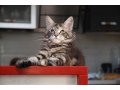 Резервируются красивые крупные котята мейн-кун в городе Таганрог, фото 6, Кошки