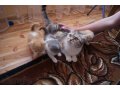 красивые кошечки в городе Прокопьевск, фото 5, стоимость: 2 000 руб.