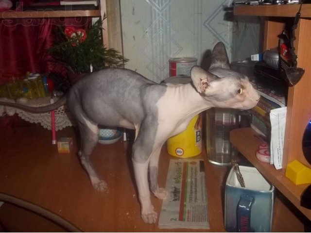 Продам кота свинкс донской в городе Новосибирск, фото 1, Новосибирская область