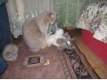 Шотландские котята в городе Нововоронеж, фото 1, Воронежская область