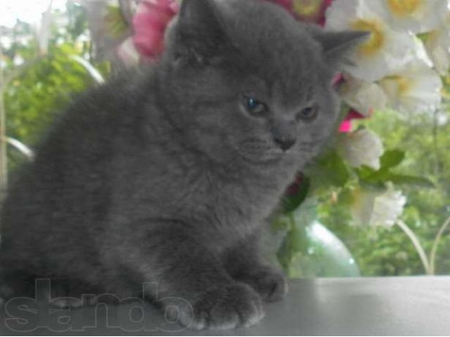 Вязка голубой британский кот с колорным геном в городе Электросталь, фото 5, стоимость: 2 500 руб.