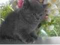Вязка голубой британский кот с колорным геном в городе Электросталь, фото 5, стоимость: 2 500 руб.