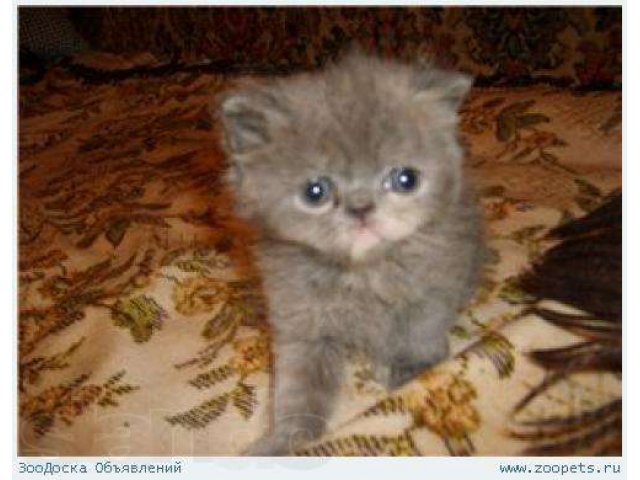Милые котята хотят найти дом в городе Электросталь, фото 2, стоимость: 5 000 руб.