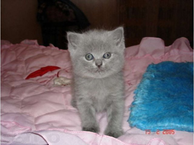Милые котята хотят найти дом в городе Электросталь, фото 5, стоимость: 5 000 руб.