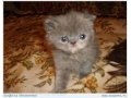 Милые котята хотят найти дом в городе Электросталь, фото 2, стоимость: 5 000 руб.