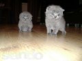 Милые котята хотят найти дом в городе Электросталь, фото 3, Кошки