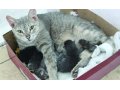 Кошка с 5 котятами ищет дом в городе Чебоксары, фото 1, Чувашия