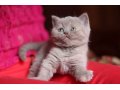 Британские котята в городе Рязань, фото 2, стоимость: 6 000 руб.