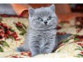 Британские котята в городе Рязань, фото 8, стоимость: 6 000 руб.